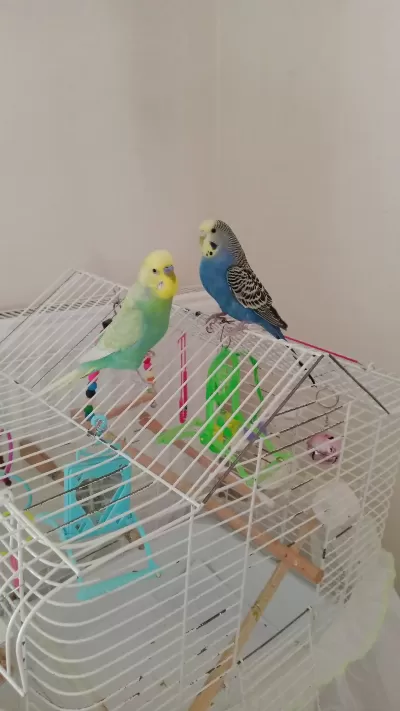 2 Adet Muhabbet Kuşu Erkek Konuşuyor Dişi Doğuruyor