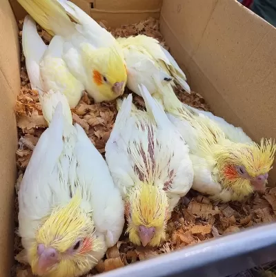 El Beslemesi 35 Günlük İsirma Bagirma Yok Süt Bebek Kuşlar