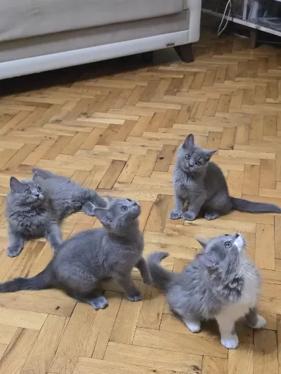 British Longhair Yavru Kediler