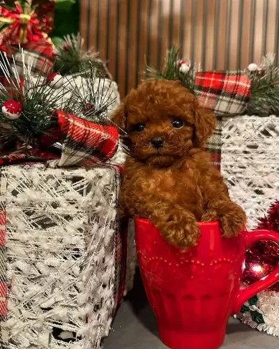 Ankara Nin En Güzel Toy Poodle Yavrulari
