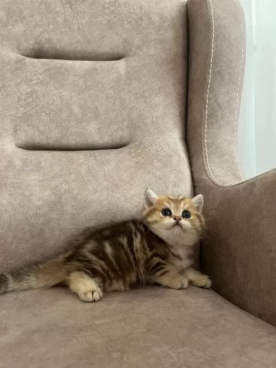 Özel Yavru British Shorthair Arayanlara