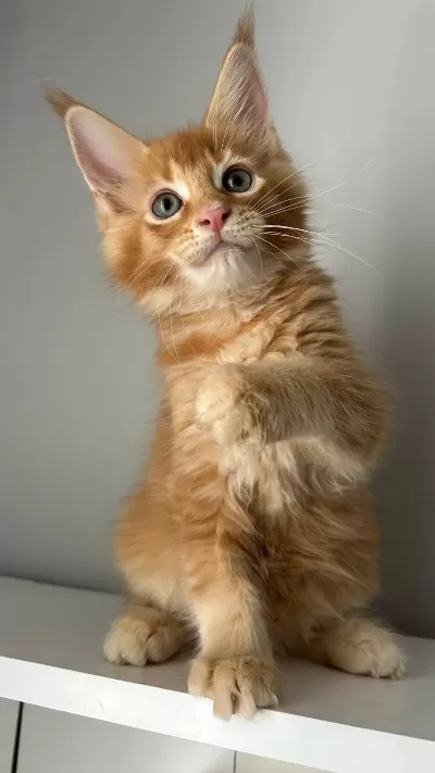 Turuncu Erkek Minik Dev Maine Coon