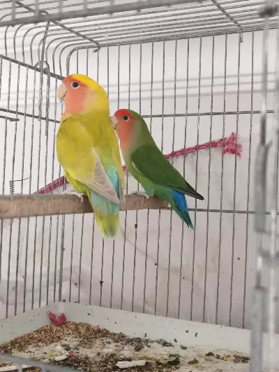 Sürekli Yumurtlayan Anaç Takım Papağanımız