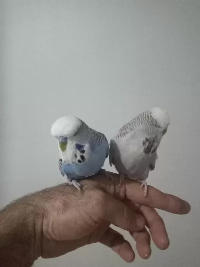 Evcil Bilezikli Takım Ve Tek Erkek Kuşumuz