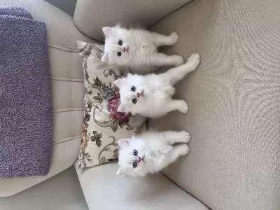 3 Adet British Longhair Silver Shaded Erkek Yavru