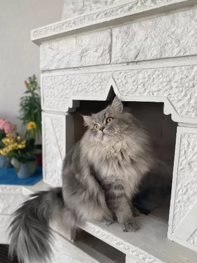 Kedimiz Leo İçin Eş Arıyoruz