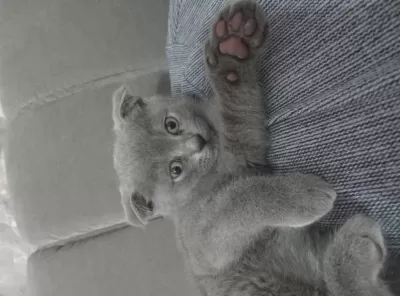 Scottish Fold Erkek Yavrumuz