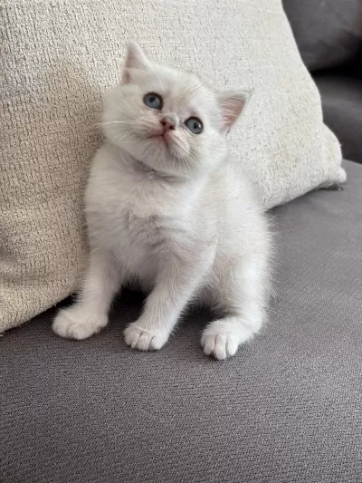 8 Haftalık British Shorthair Dişi Yavrumuz Yuva Arıyor