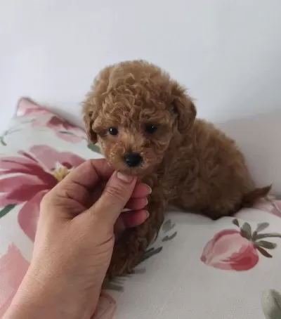 Toy Poodle Yavru Köpekler