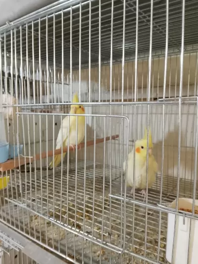 Lutino Sultan Papağanı Yavrular
