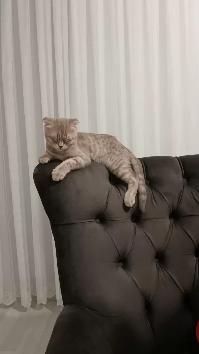 Minnoş Kedimiz Oscar Beyi Sahiplendirmek İstiyoruz