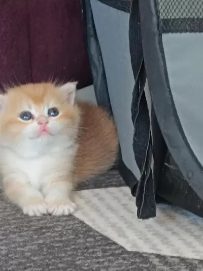 Golden British Shorthair Muhteşem Yavrular