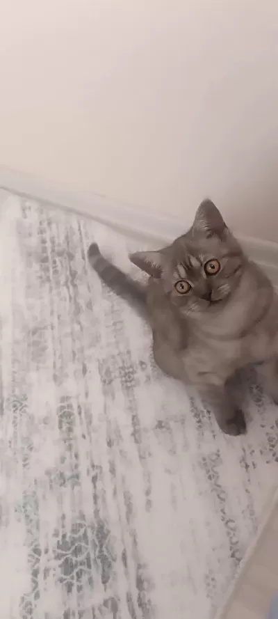 British Shorthair Dişi Yavru