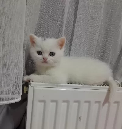 British Shorthair Minnaklarım
