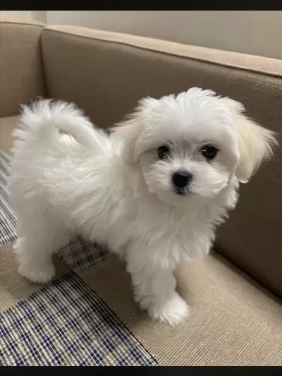 Sağlıklı Maltipoo Puppy