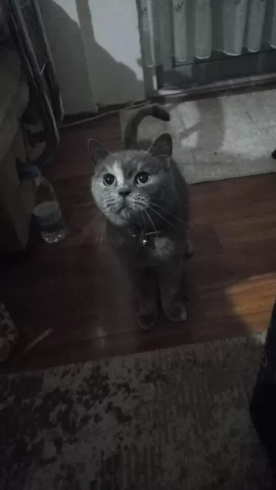 Kedimiz Yeni Ailesini Arıyor