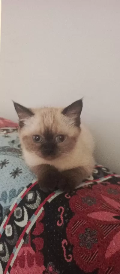 Minik British Shorthair Patiler