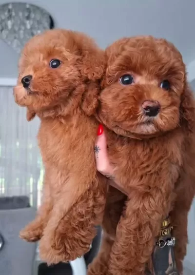 Harika Toy Poodle Yavrusu