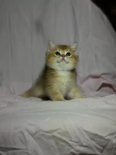 British Golden Bebekler