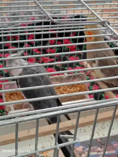 Yeni Yumurtladı Komple Kafesle Yuvalıkla Verilecek Kuşumuz