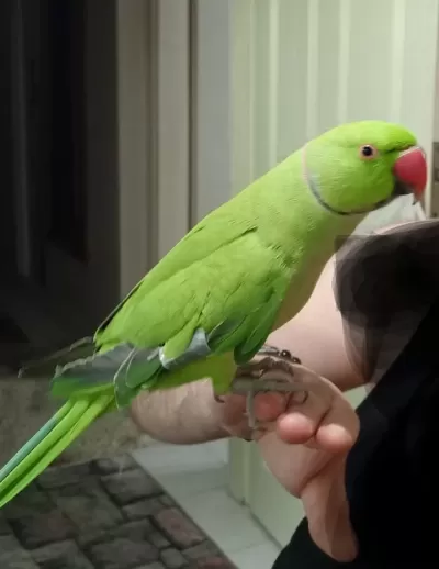 Harika Pakistan Papağanı