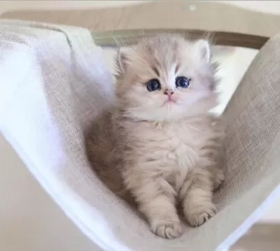 British Longhair Dişi Ve Erkek