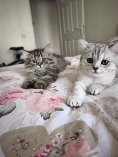 Son 2 British Shorthair Yavrumuz
