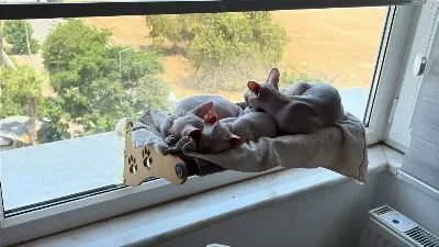 1.5 Aylık Dişi Yavru Sphynx