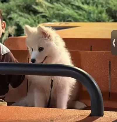 2,5 Aylık Samoyed Yavrum Ücretli Sahiplendirilecek