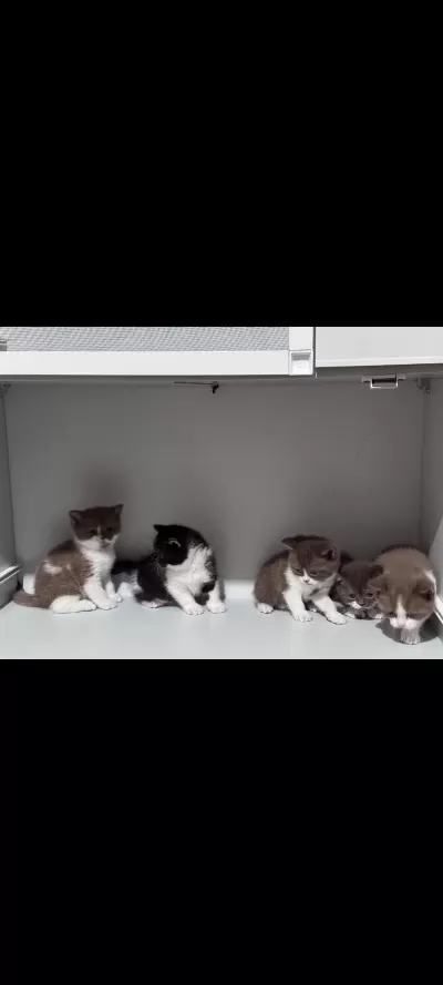 40 Günlük British Shorthair Yavrular