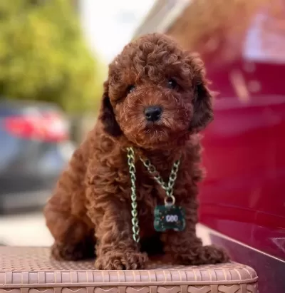 Safkan Toy Poodle Yavrularımız