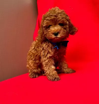 Safkan Toy Poodle Bebekler