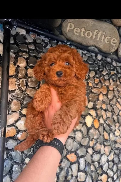 Toy Poodle (kore) Yavrumuz