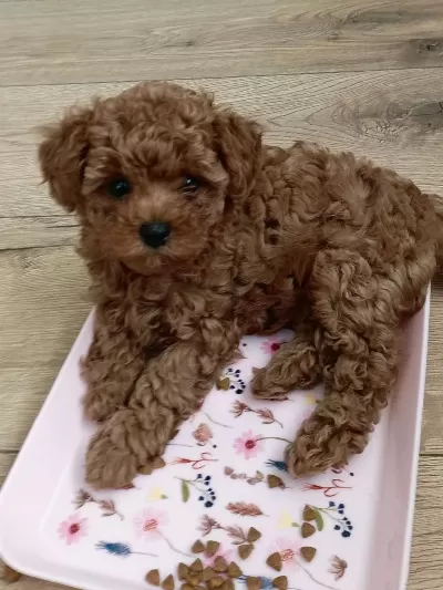 Kore Poodle Yavrular