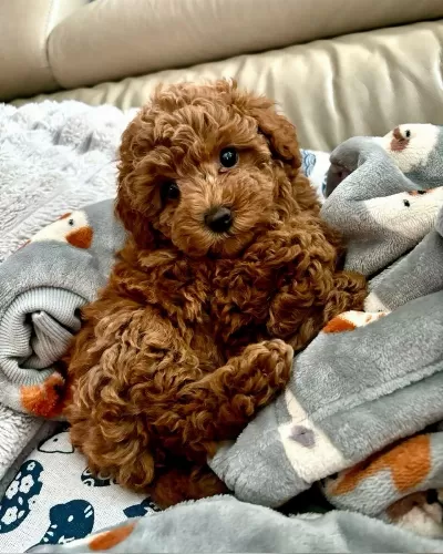 Toy Poodle Yavrularımız İçin Arayabilirsiniz