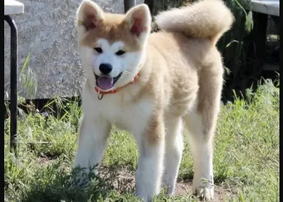 Sağlıklı Japon Akita Köpeği