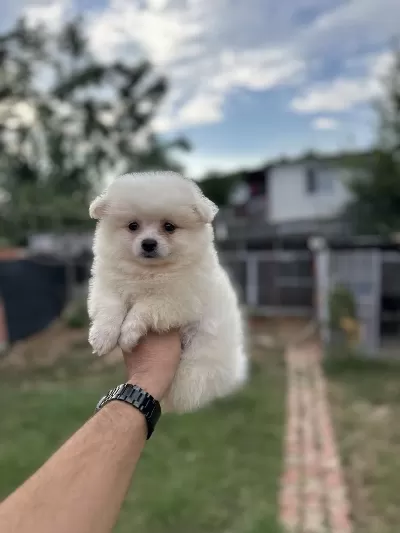 Pomeranian Spitz Yavrularımız