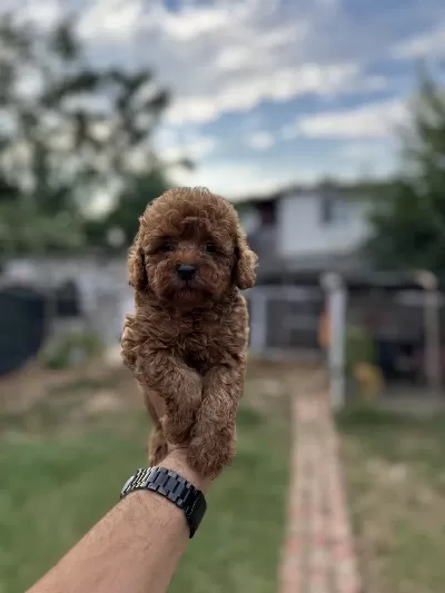 Renk Renk Toy Poodle Yavrularımız