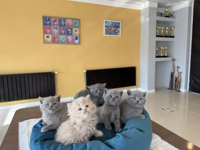 Kediciden British Shorthair Yavrular Mağazamizda Görün