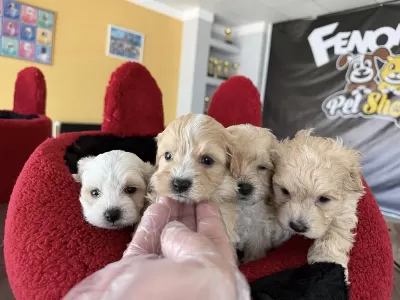 Wc Egitimli Maltipoo Yavrularimiz Dişi Erkek Ankara