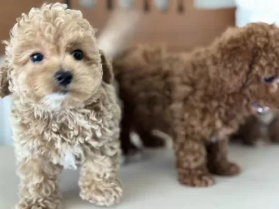 Yasal Ruhsatlı Çiftlikde Ziyarete Açık Maltipoo