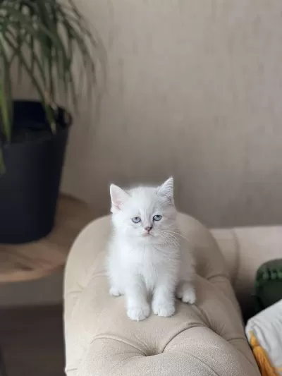 Scrli Anne Babadan Safkan British Shorthair