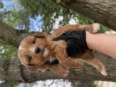 Sağlıklı Maltipoo Dişi Erkek