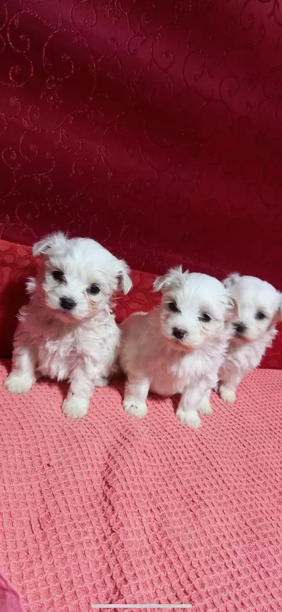 Kar Beyazı Maltese Bebeklerimiz