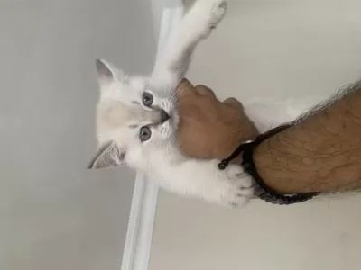2 Aylık Erkek Sütten Kesilmiş Blue Point Kediler