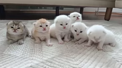 Seçereli Babanin Tombik Bebek Kedileri