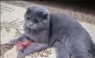 3 Yaşında Scottish Fold