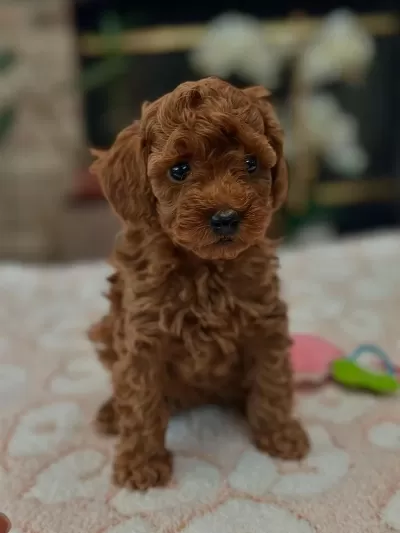 Toy Poodle Yavru İrk Sağlık Garantili