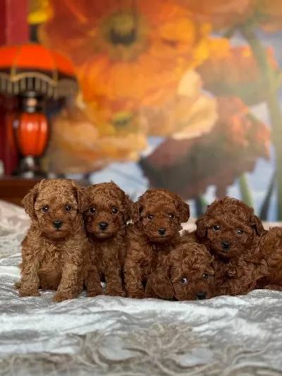 Toy Poodle Puppy Yavrular İrk Garantili