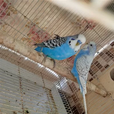 Acil Sahiplendirme Çift Muhabbet Kuşu